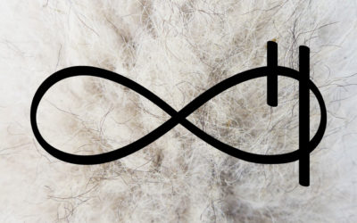 Montafoner Steinschafe