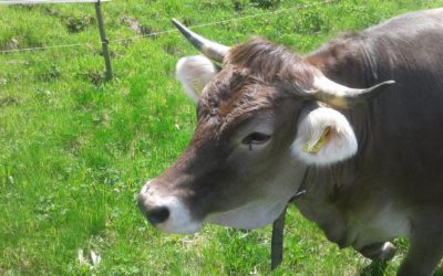 Montafoner Braunvieh