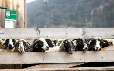 Hofläden & Co: Regionale Produkte aus dem Montafon