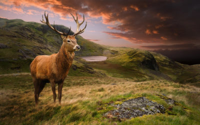 Jagd im Montafon: Im Fadenkreuz von Forst- und Landwirtschaft