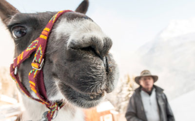 Lama-Trekking mit Llamero Horst