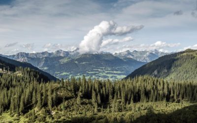 Bergwald und Forstwirtschaft