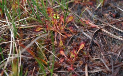 beitrag_naturschutz3