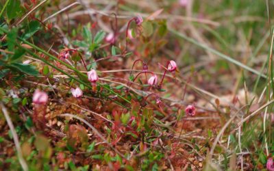 beitrag_naturschutz4